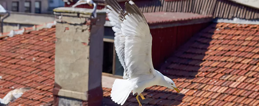 Residential Chimney Animal Removal Solution in San Gabriel, CA